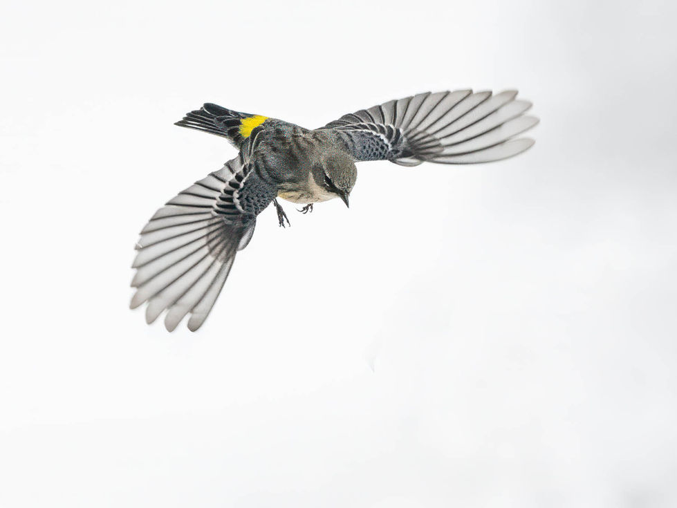 Yellow-rumped Warbler