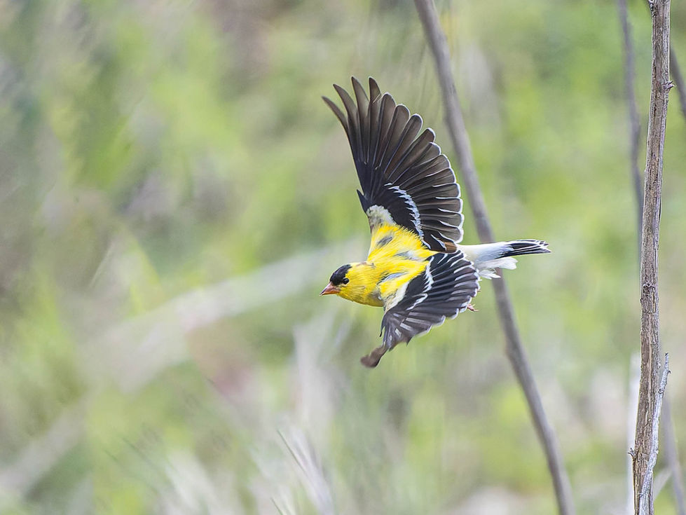 Male American Goldfinch