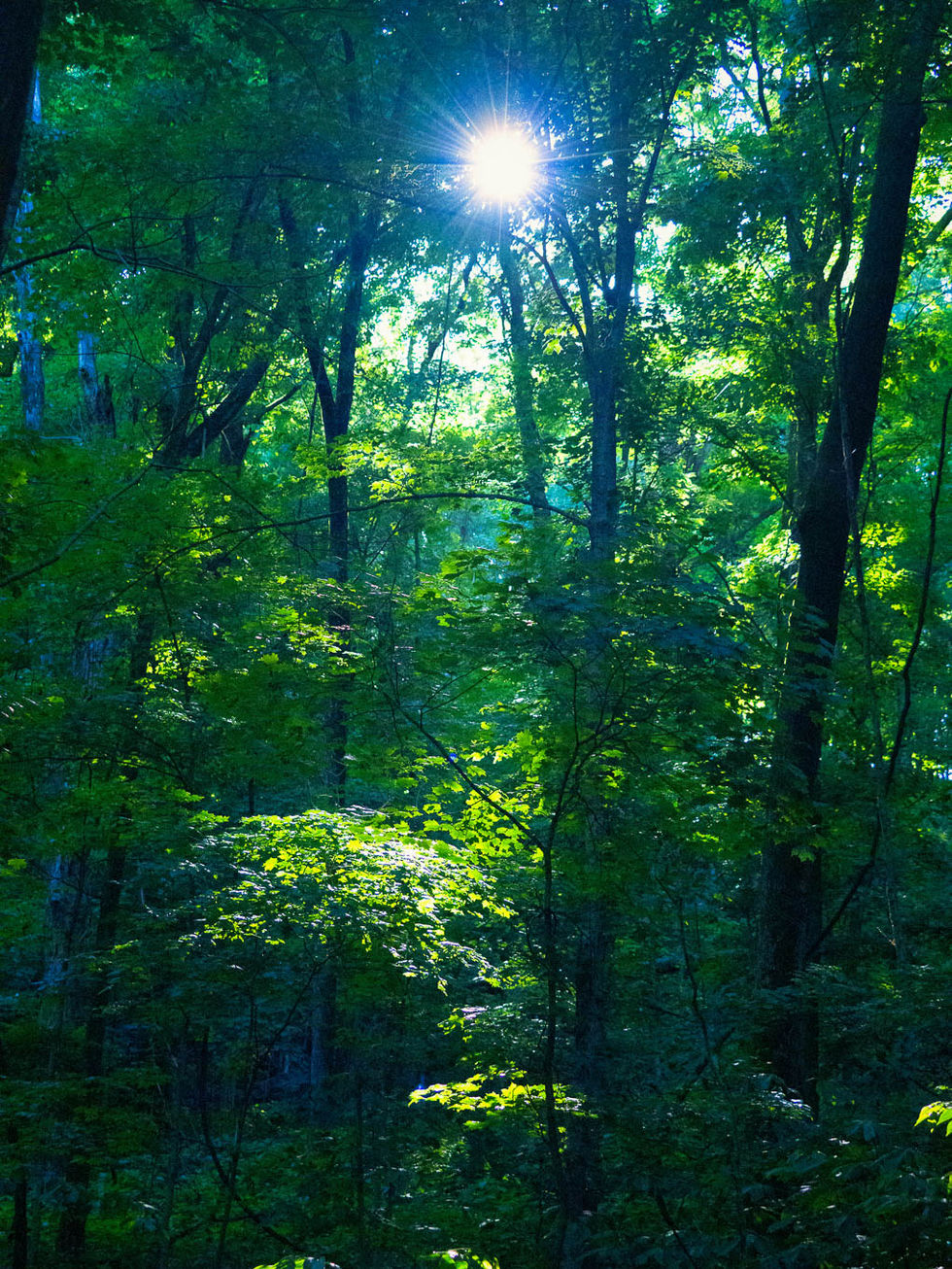 Sunray through green trees