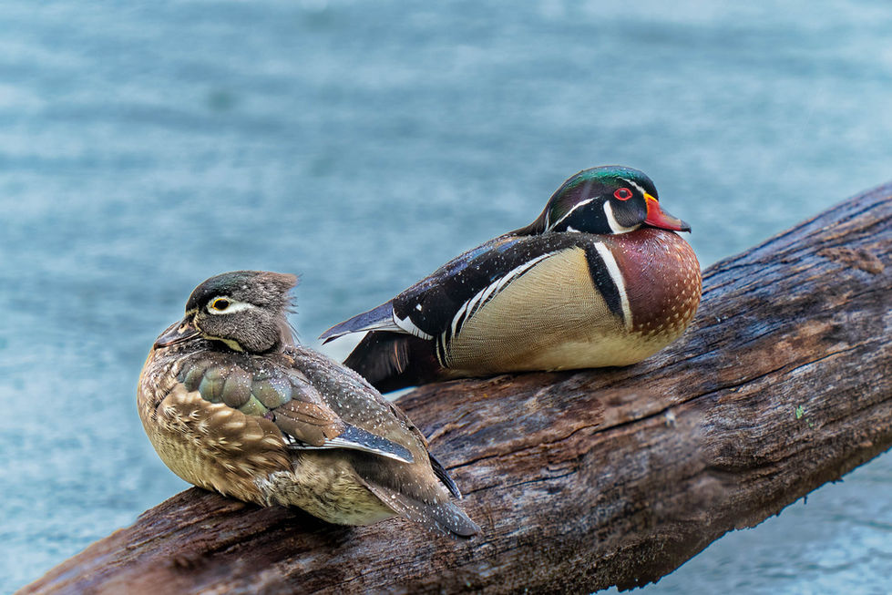 Wood Duck pair perched on log in rain