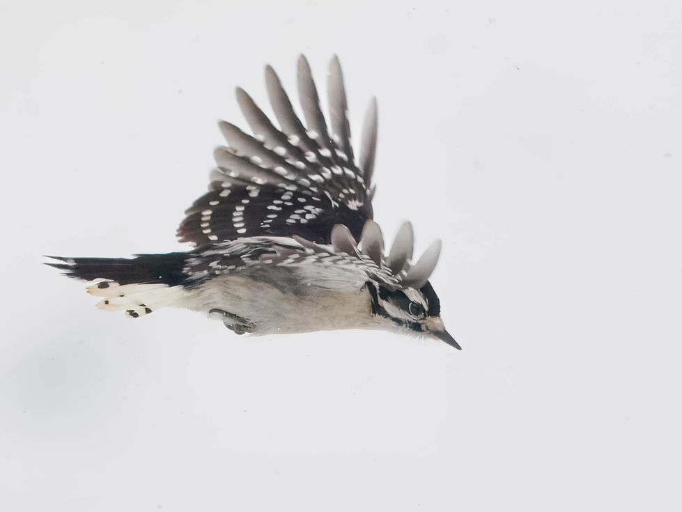 Downy Woodpecker