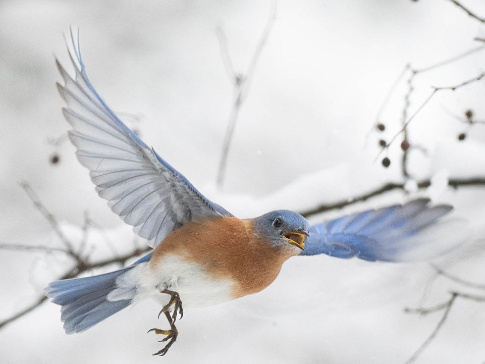 Male Eastern Bluebird with hackberry flying away