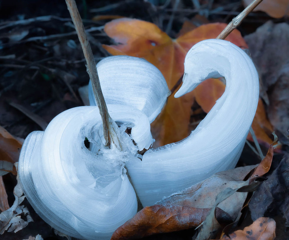 Frost flower in shape of bird