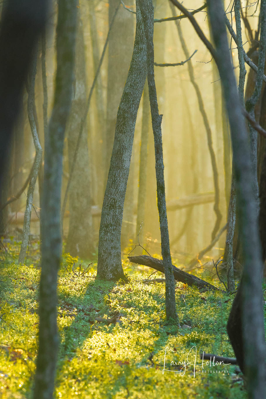 Trees in sunlight and fog