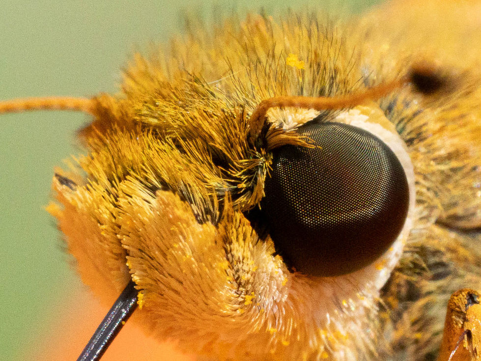Huron Sachem Skipper eye macro