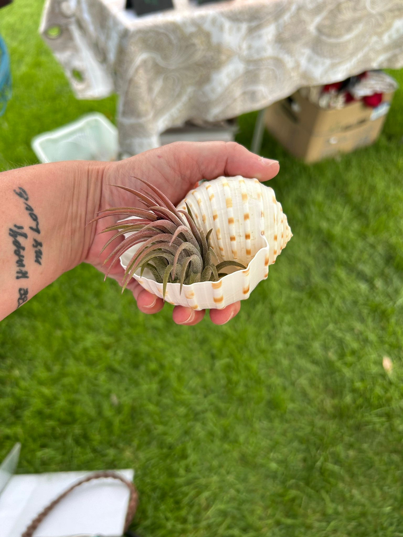 Blooming Air Plants