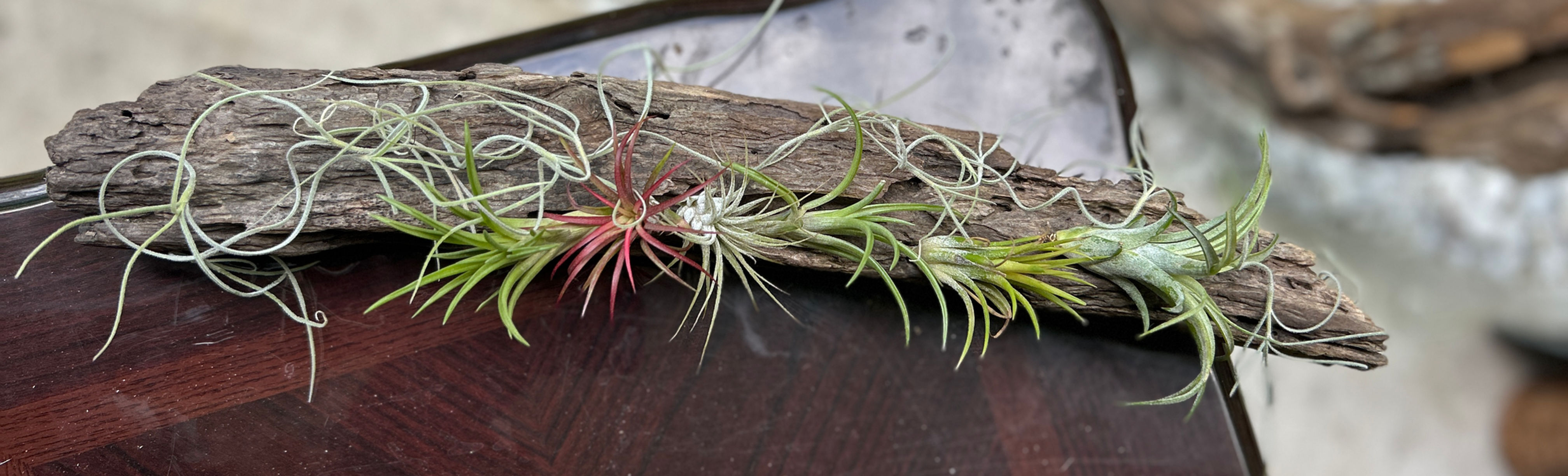 Driftwood Air Plant Display — DIY KIT Live Tillandsia Cluster, One of a Kind