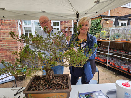 'Bring Your Bonsai' workshop success