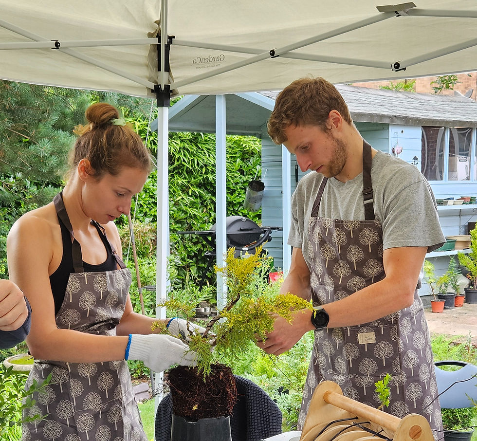 Create A Bonsai Experience