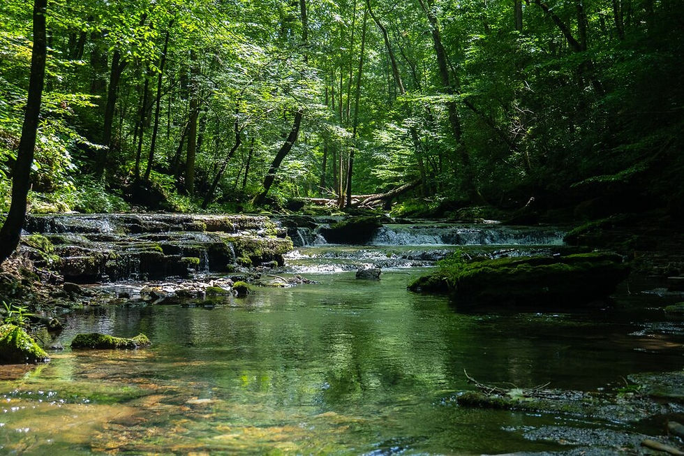 Quem conhece o bosque, sabe encontrar o que é preciso para viver, o alimento e água (Viva!).
