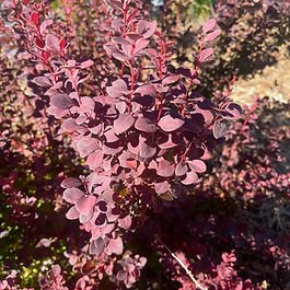 Ninebark