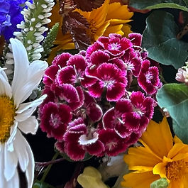 Dianthus - Sweet William