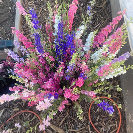 Larkspur