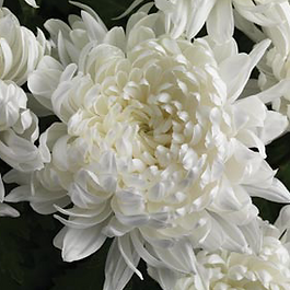 Chysanthemum