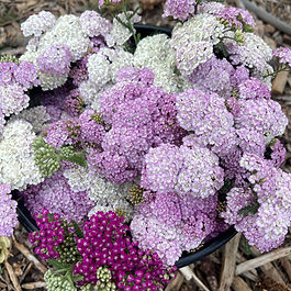 Yarrow