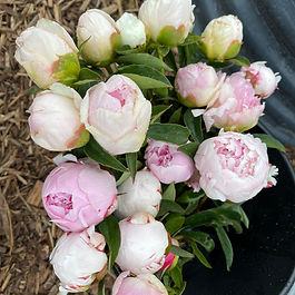 Peonies