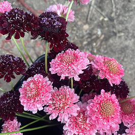 Scabiosa