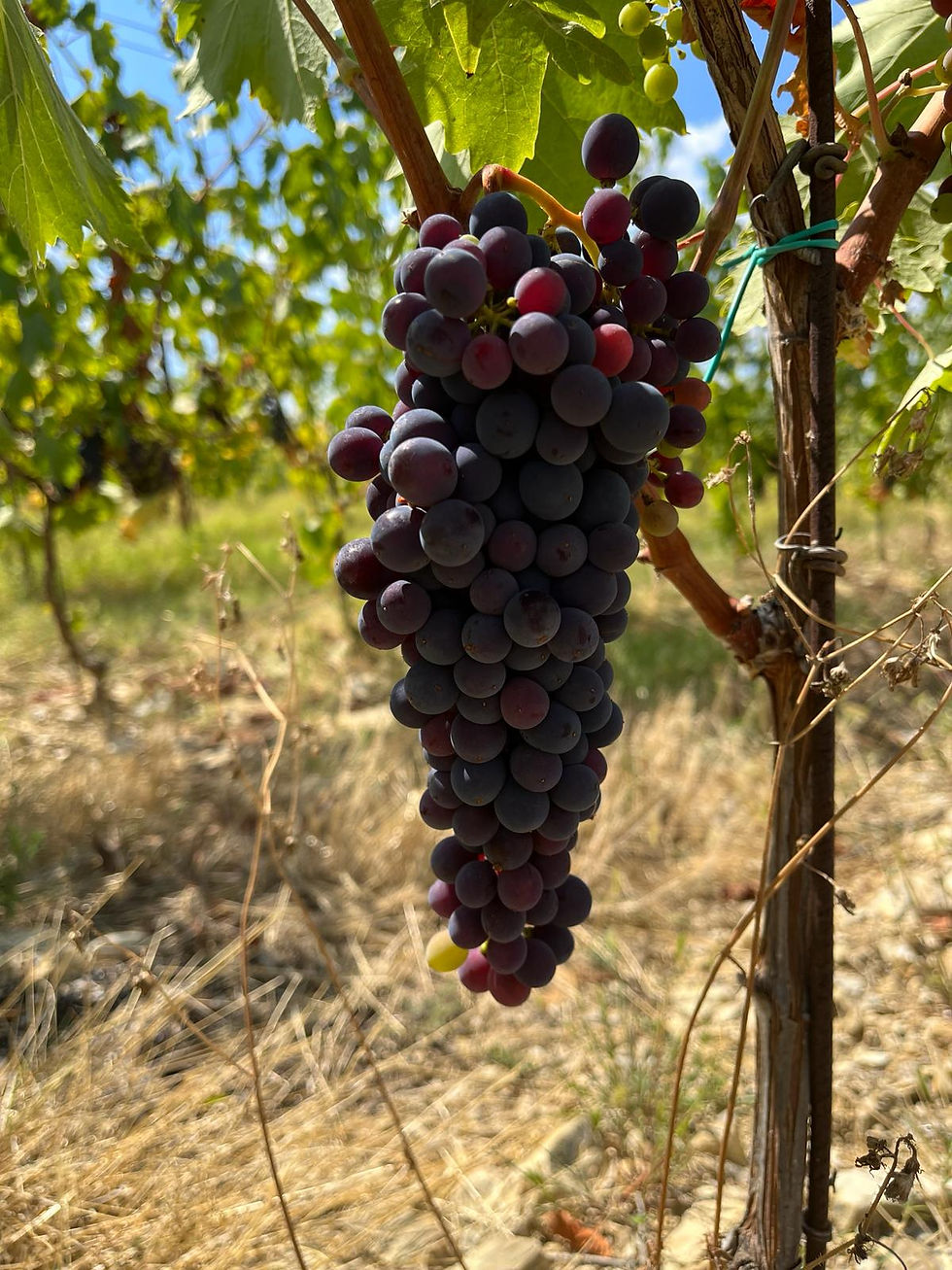 Discovering Chianti: A Guide to Tuscany's Best Wine Country