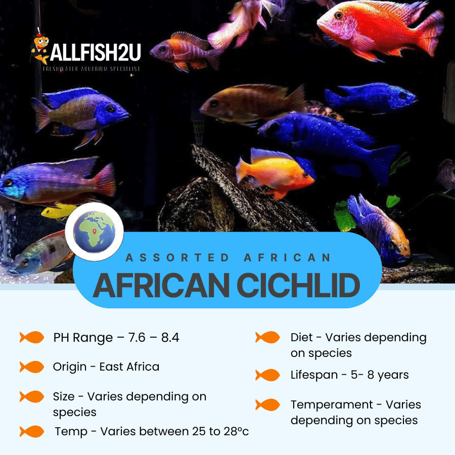 Essential Aquarium Products for Cichlid Enthusiasts