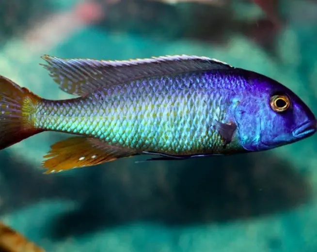 Buccochromis.webp