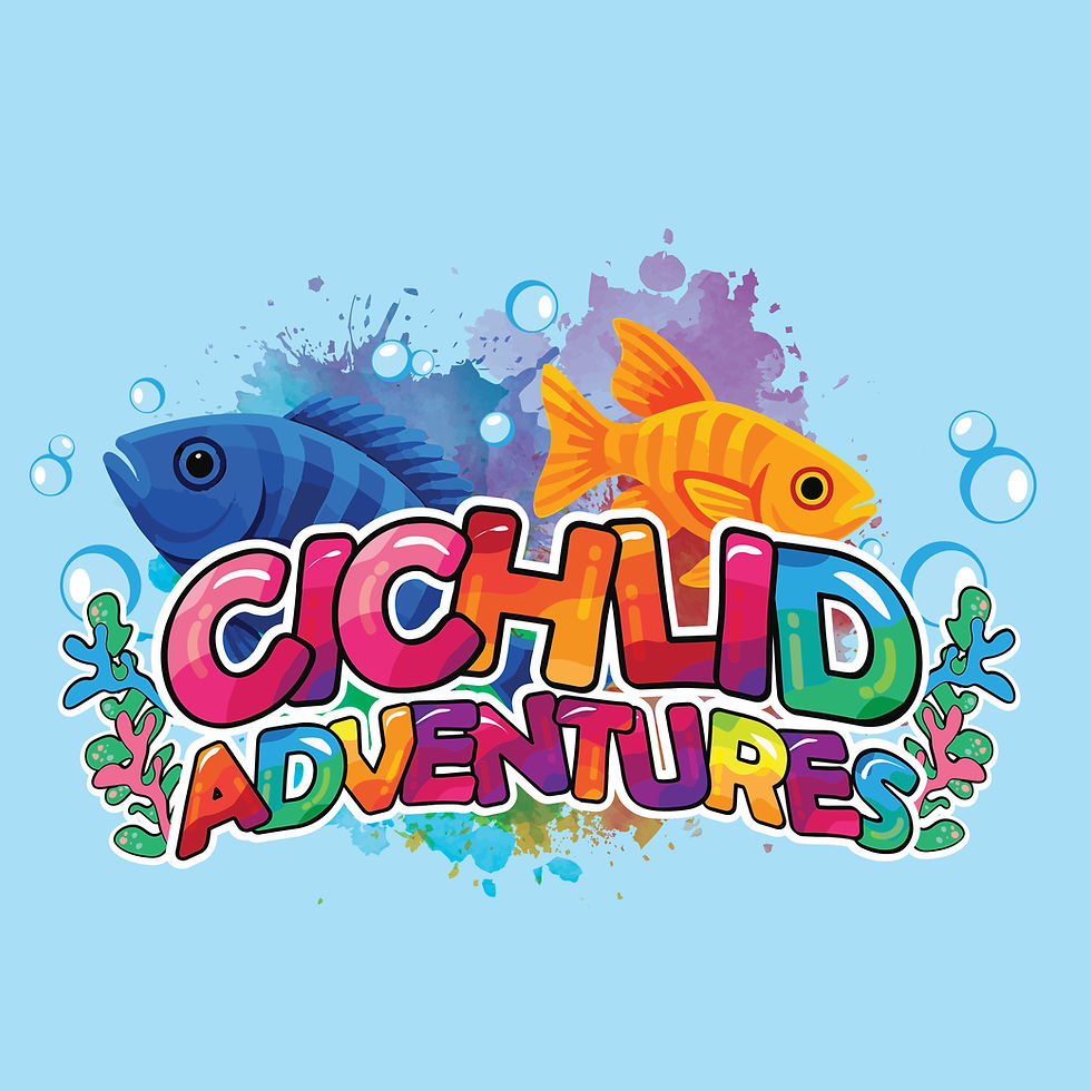 Eye-level view of a colorful cichlid aquarium with various species swimming