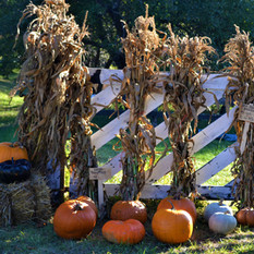 Pumpkin Patch