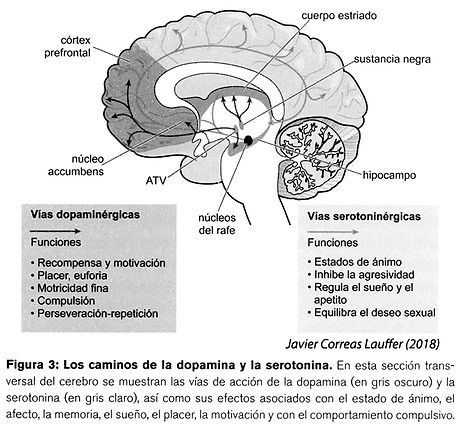 Circuito cerebral del placer y recompensa