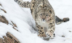 snown leapord 3