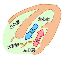 エコーポンチ絵.jpg