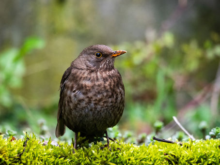 Frau Amsel & friends