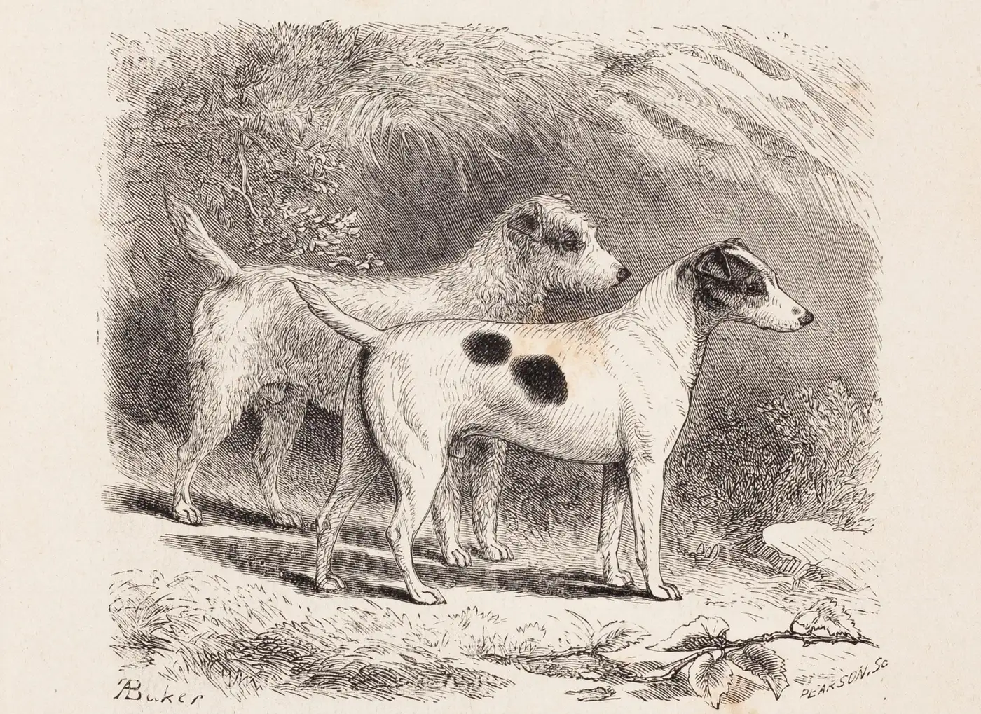The Fox Terrier, Smooth and Rough 1887.webp