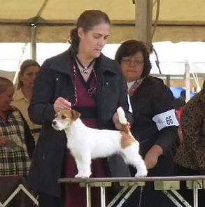 Candace Lundin showing a Russell Terrier
