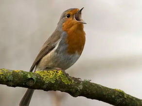 28/10/2023 - Stage Souffle & voix - Auray