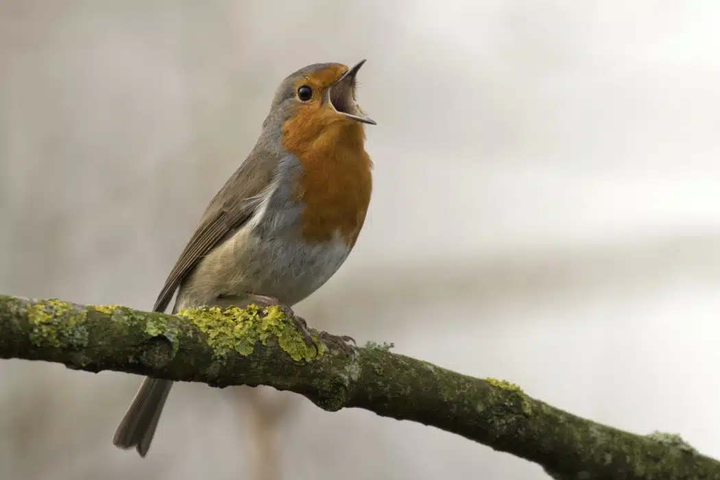 chant-des-oiseaux-oiseau-bec-ouvert.jpeg.webp