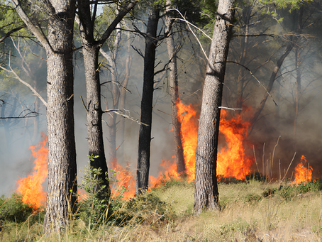 Laissons les forêts brûler!