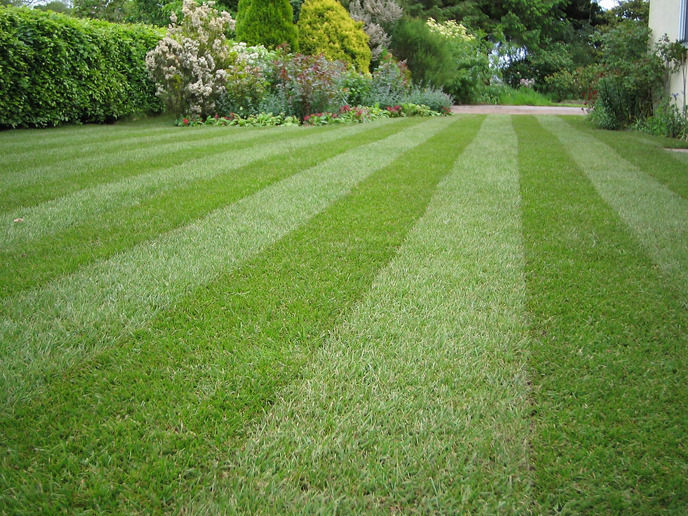 LAWN MOWING