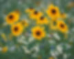 Annual or Perennials by PARKS