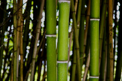 bamboo
