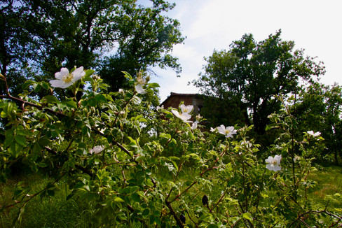 Grace Ashram