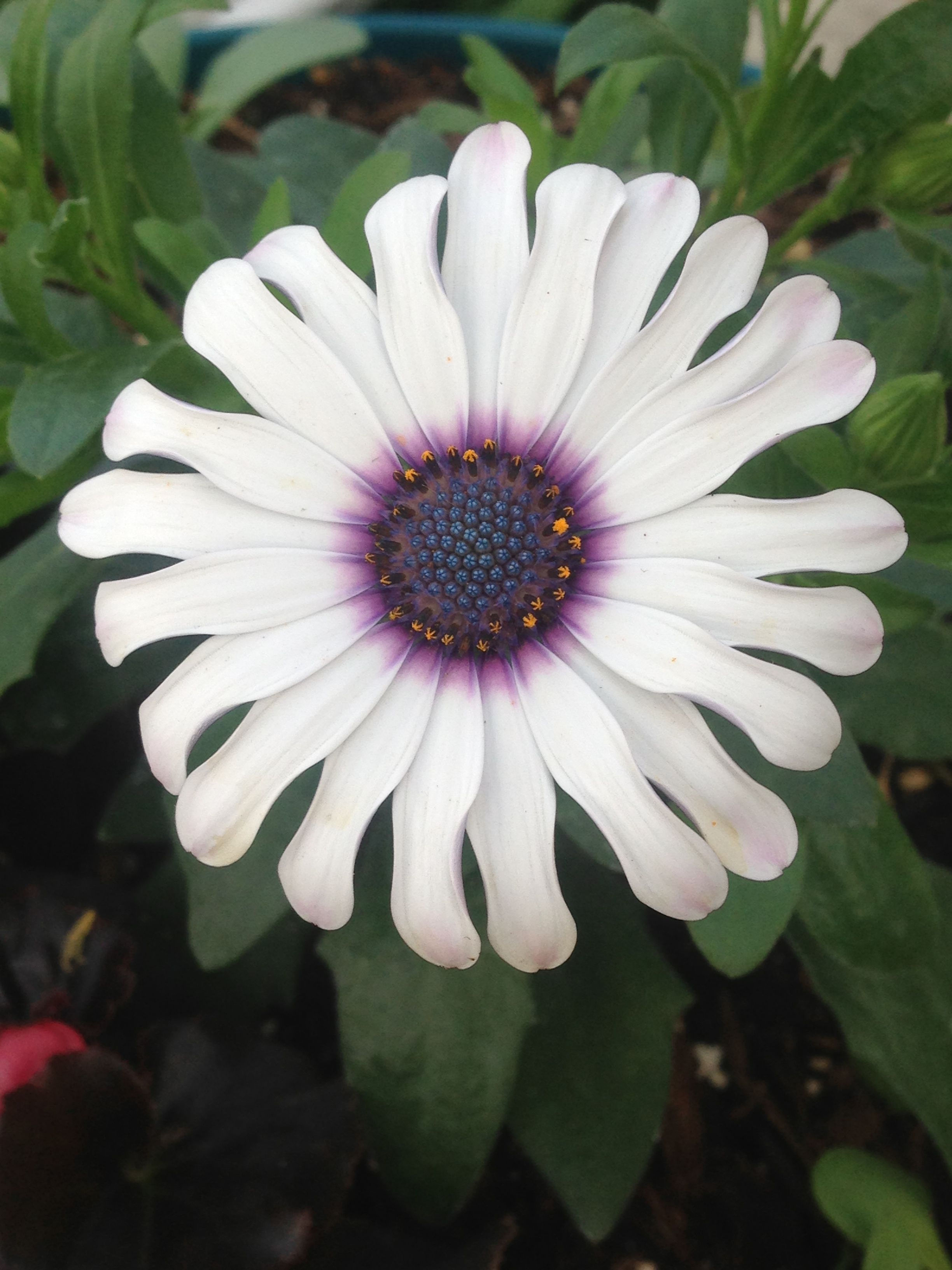 Osteospermum Flower Power Spider White