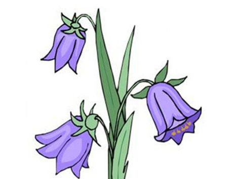 Bluebell Wood