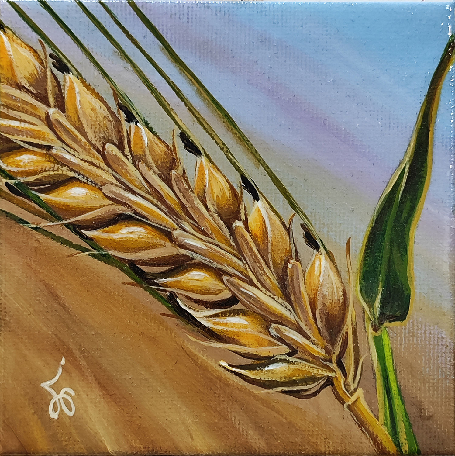 גבעול שעורה