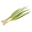 Spring Onion