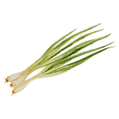 Spring Onion