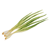 Spring Onion