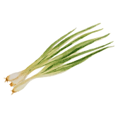 Spring Onion