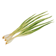 Spring Onion