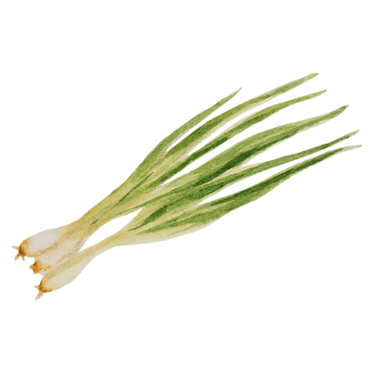 Frühlingszwiebel