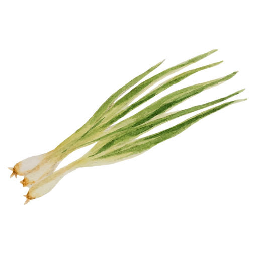 cipollotto