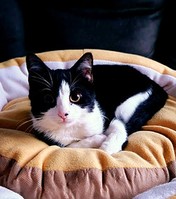 çam peleti kullanan mutlu kedi